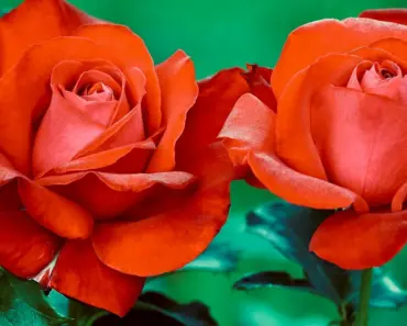 7 Ways to Plant & Grow Grandiflora Rose