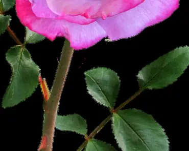 7 Best Cutting Garden Roses
