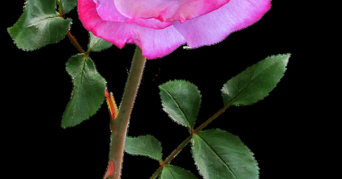 7 Best Cutting Garden Roses cutting garden roses