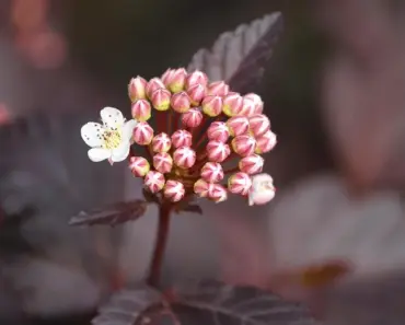 Secrets to Plant & Grow Ninebark