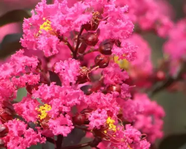 7 Proven Ways to Plant and Grow Crape Myrtle