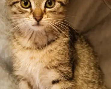 9 Pet Care Package Ideas for Dogs & Cats