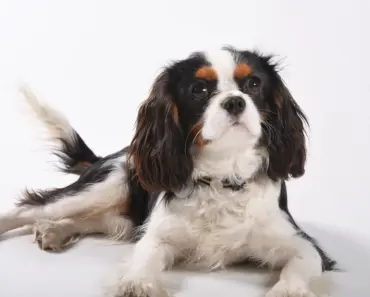 king charles non negotiable dinner rule like queen