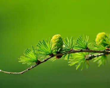 5 Easy Steps to Plant and Grow Larch