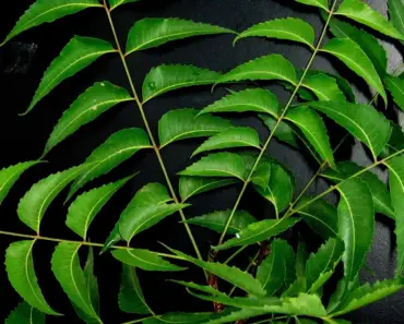7 Organic Sprays to Stop Powdery Mildew & Pests Now!