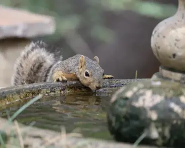 9 Must-Have Water Fountains to Upgrade Your Backyard