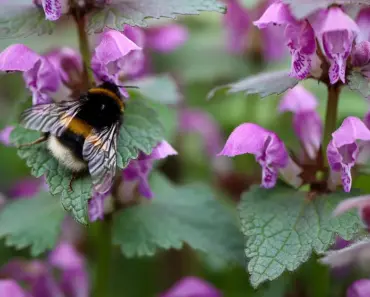 5 Secrets to Plant and Grow Deadnettle