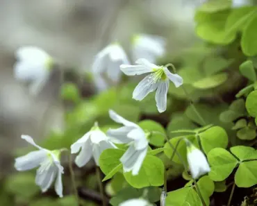 Plant and Grow Sorrel: 5 Expert Tips