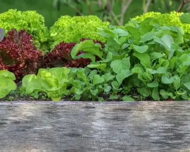 7 Organic Materials to Fill a Raised Garden Bed