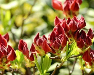 5 Crucial Azalea Care Tasks for May