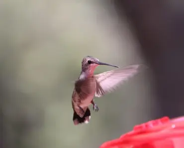 7 Vital Hummingbird Backyard Needs for May