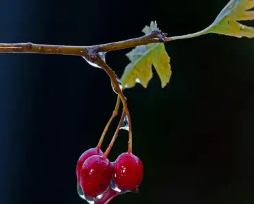 7 Steps to Plant and Grow a Hawthorn Tree