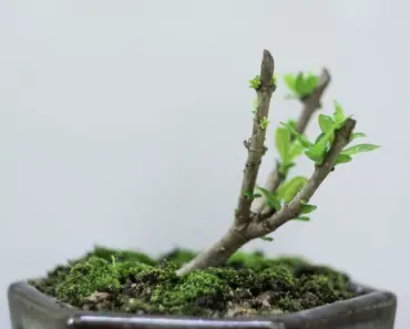 19 Bonsai Tree Species: Best Types to Grow