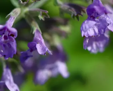 7 Proven Tips to Grow Catnip Plants