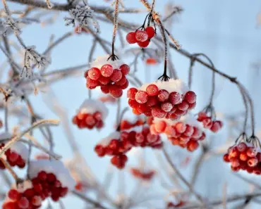 7 Secrets to Plant & Grow Viburnum Bush