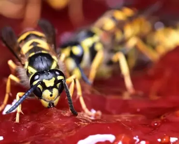 7 Ways to Get Rid of Ground Wasps Fast