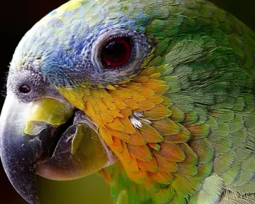 13 Unbeatable Amazon Garden Decor Finds for Bird Lovers