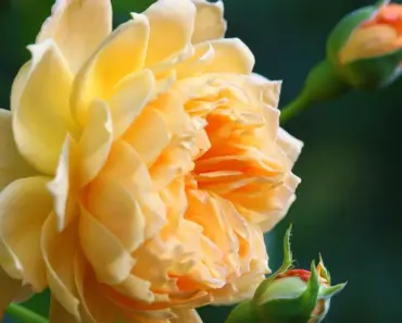 7 Ways to Deadhead Roses at the Bud Eye