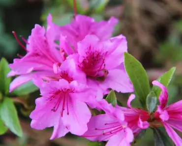Secrets to Grow & Care for Stunning Azaleas