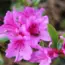 Secrets to Grow & Care for Stunning Azaleas