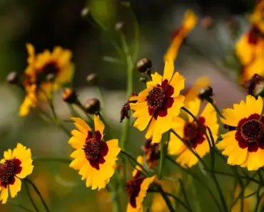 5 Easy Ways to Plant and Grow Coreopsis