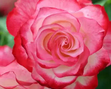 How to Plant and Grow Hybrid Tea Rose