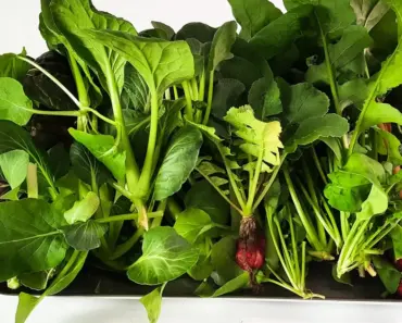 21 Plants Perfect for Hydroponic Indoor Garden