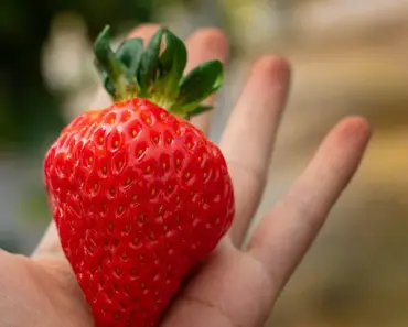 11 Most Saved Strawberry Dessert Recipes You’ll Love!