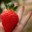 11 Most Saved Strawberry Dessert Recipes You’ll Love!
