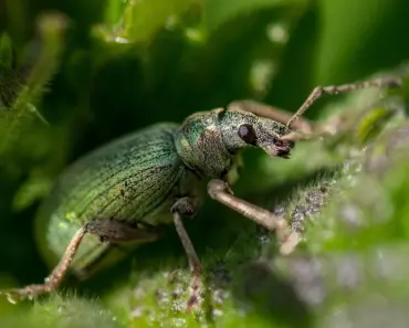 Protect Veggies With a Simple 3-Ring Pest Method
