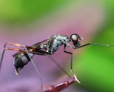 5 Ways to Get Rid of Ants ASAP and Keep Them Away