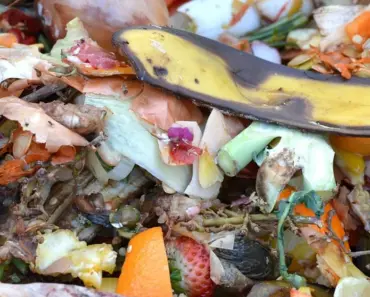 5 Reasons You Should Add Avocado Peels to Compost
