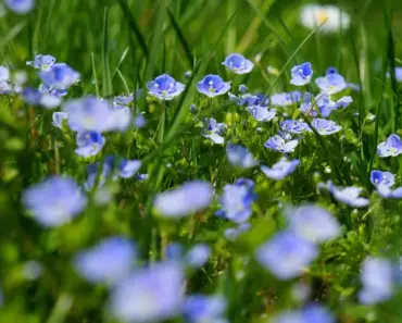 5 Best Set-and-Forget Plants for Vacation Style