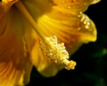Reasons Hibiscus Leaves Turning Yellow