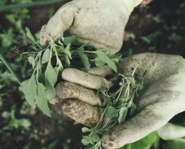 Pro Gardeners Remove Plastic Weed Barriers: 5 Reasons