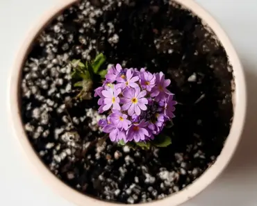 5 Potted Plants That Stay Vibrant in Hot Weather