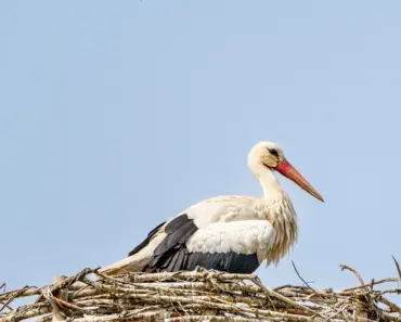 Teen Shitting the Nest Experts Explain This Phase