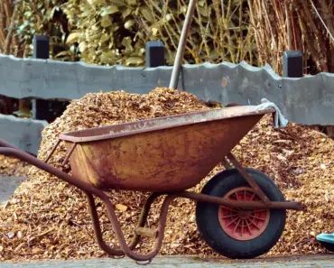 Skip Gravel: 7 Weed-Resistant Landscaping Ideas for Plants