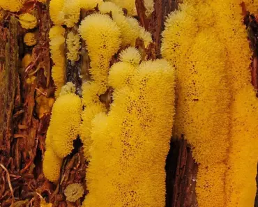 Dog Vomit Slime Mold Removal Tips for Gardeners