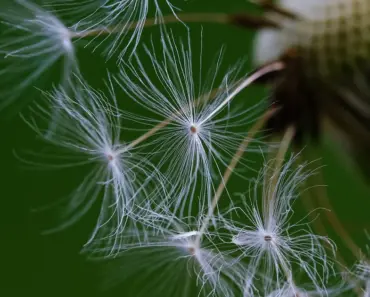 How Long Grass Seed Takes to Grow