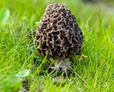 7 Ways to Protect Your Yard From Lawn Fungus