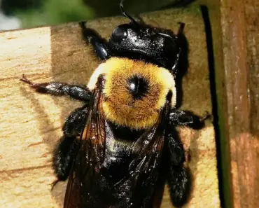 Help Keep Carpenter Bees Away With a Fragrant Plant