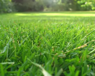 5 Things That Happen When You Mow Without a Lawn Mower Bag