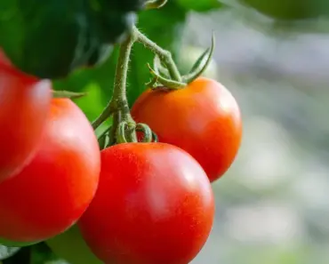 7 Pruning Tips for Tomatoes in June to Double Harvest