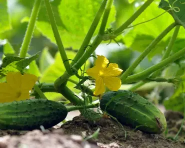 Cucumber Planting Methods for a Massive Harvest