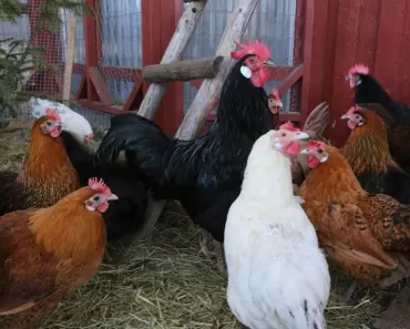 5 Reasons This Amazon Chicken Coop Houses 6 Chickens