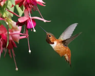 Native Birds of the Pacific Northwest Guide