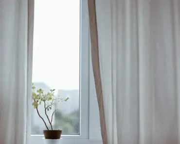 7 Easy Tips to Keep Indoor Plants Healthy in Summer