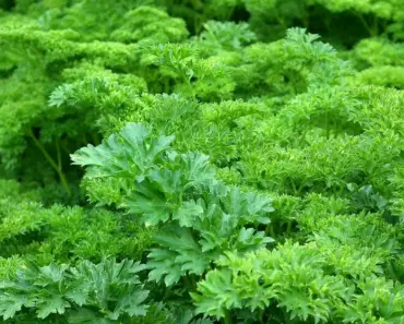 5 Parsley Prune Tips for the Tastiest Harvest