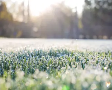 White Powdery Substance on Grass and 5 Solutions